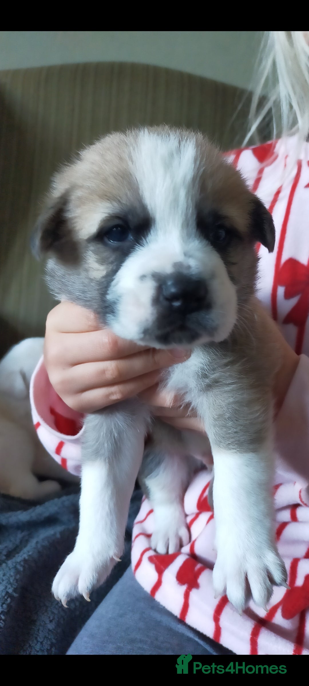 Mixed Breed dogs for sale: Beautiful mixed breed pups for sale - Image 2