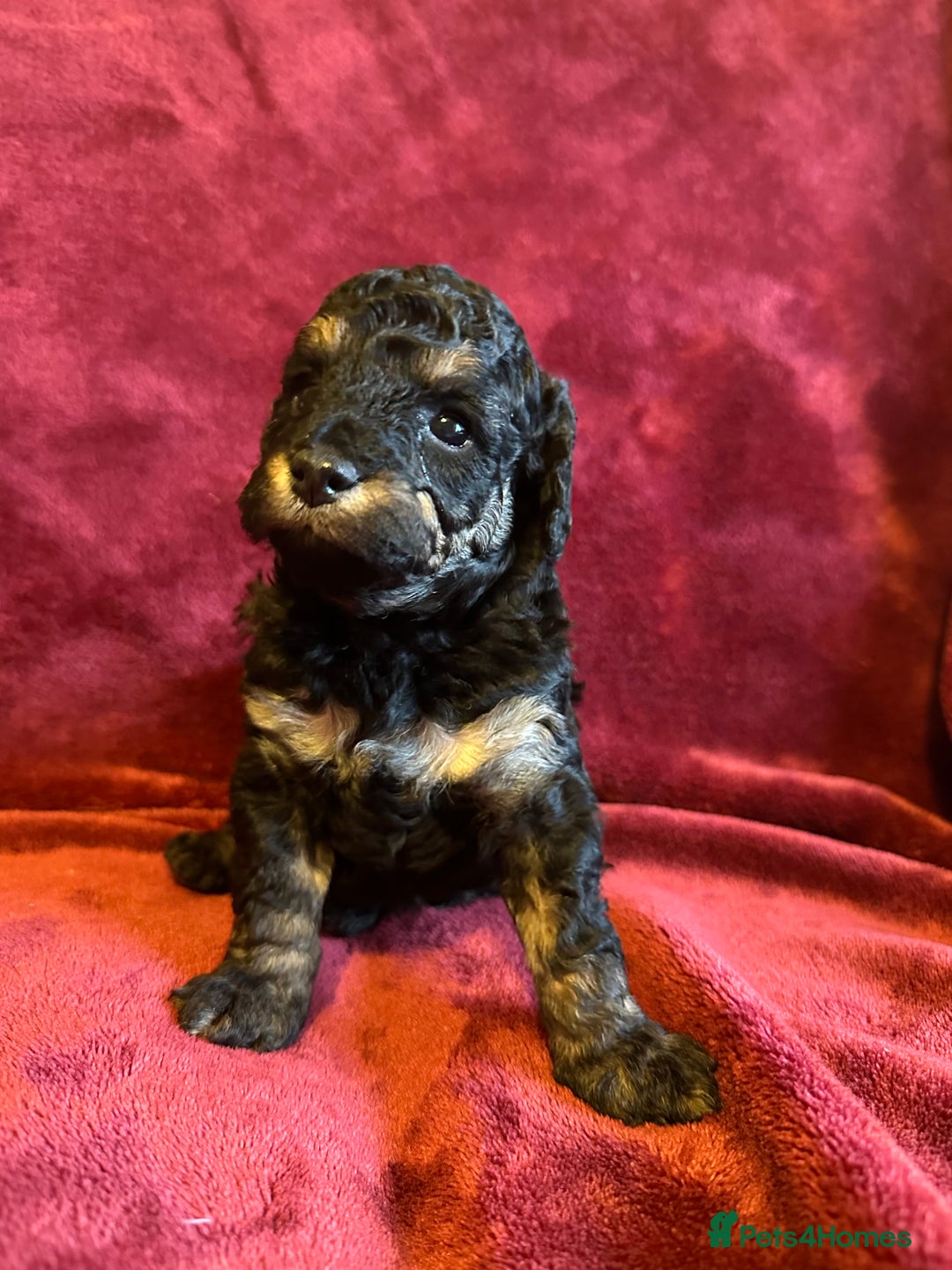 Toy Poodle dogs for sale: 💫🐩Extensively Health tested KC Toy Poodles 🐩💫 - Advert 9