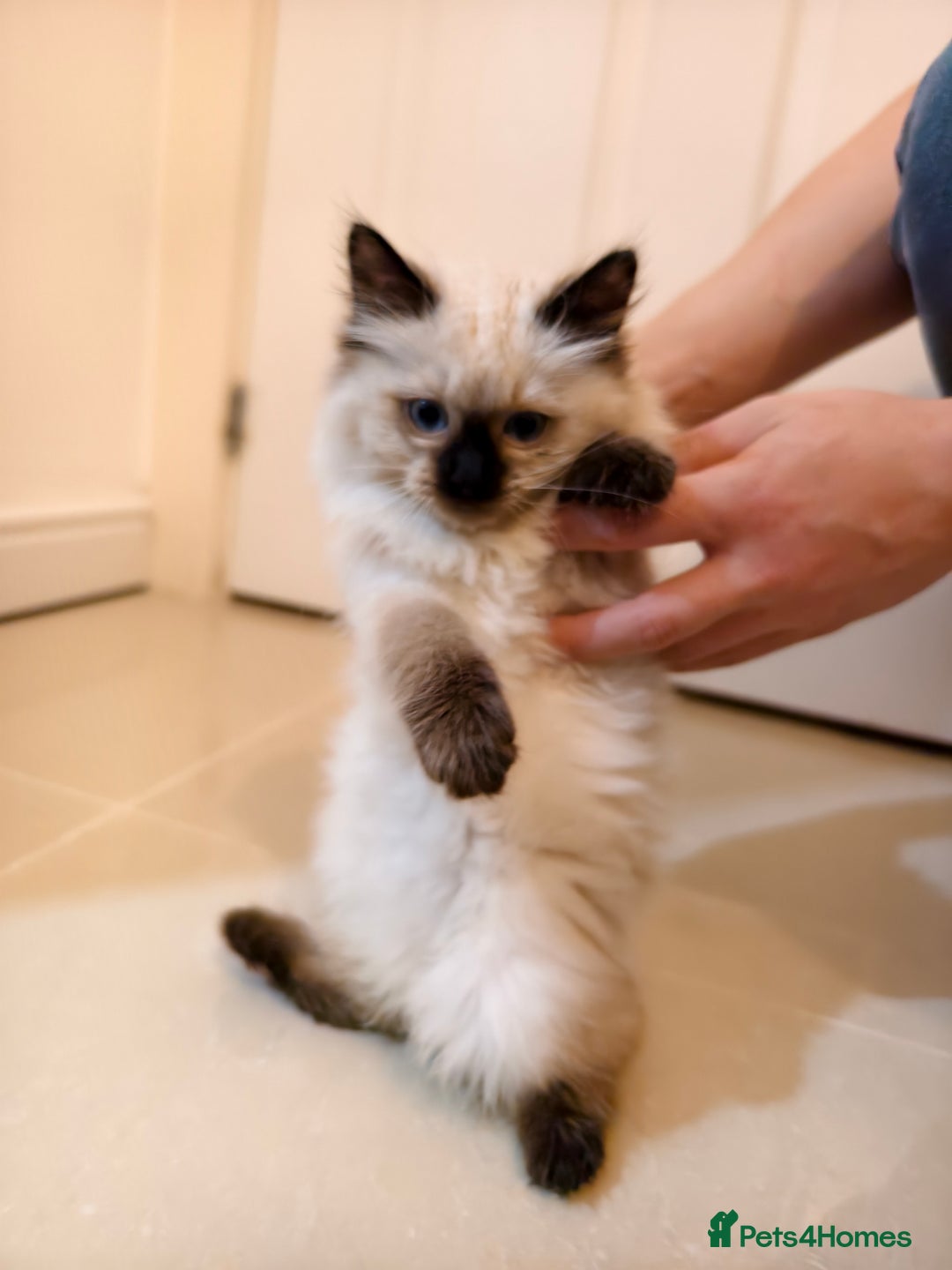 Ragdoll cats for sale: Beautiful Ragdoll Kittens Ready for Sale! - Advert 20