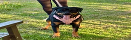 Rottweiler dogs for sale: Rottweiller puppy’s for sale  in Spilsby - Advert 1