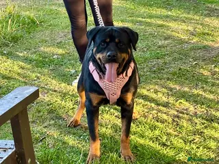 Rottweiler dogs Rottweiller puppy’s for sale in Spilsby - Advert 1