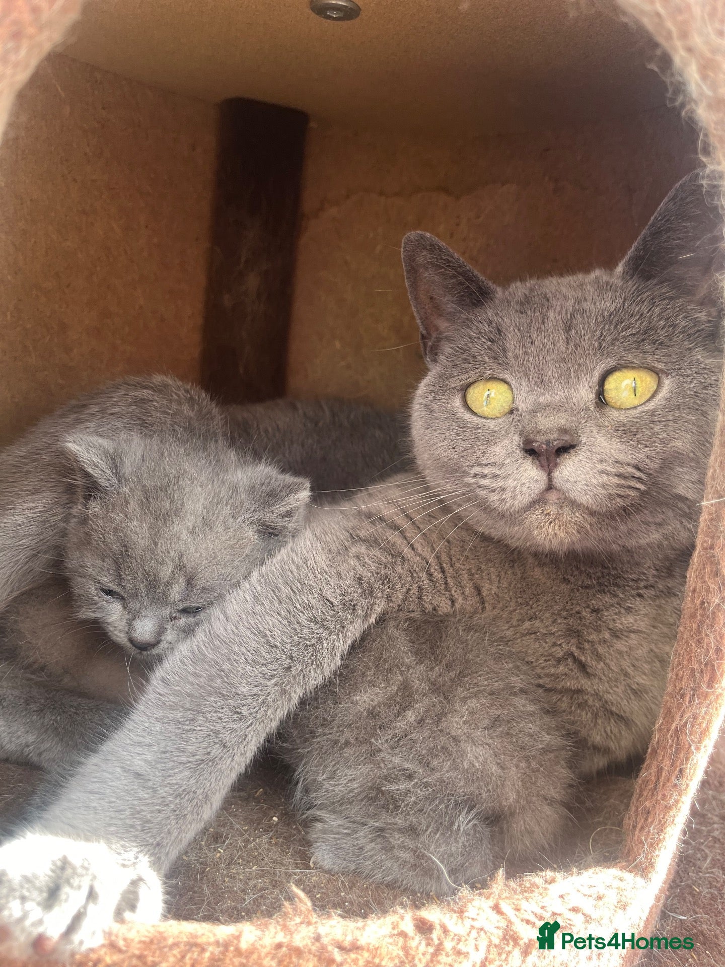 British Shorthair cats X3 Beautiful Boys available  - Advert 3