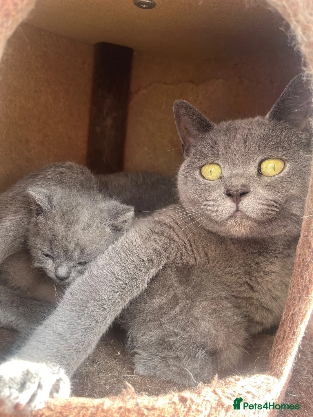 British Shorthair cats for sale: X3 Beautiful Boys available  - Advert 1