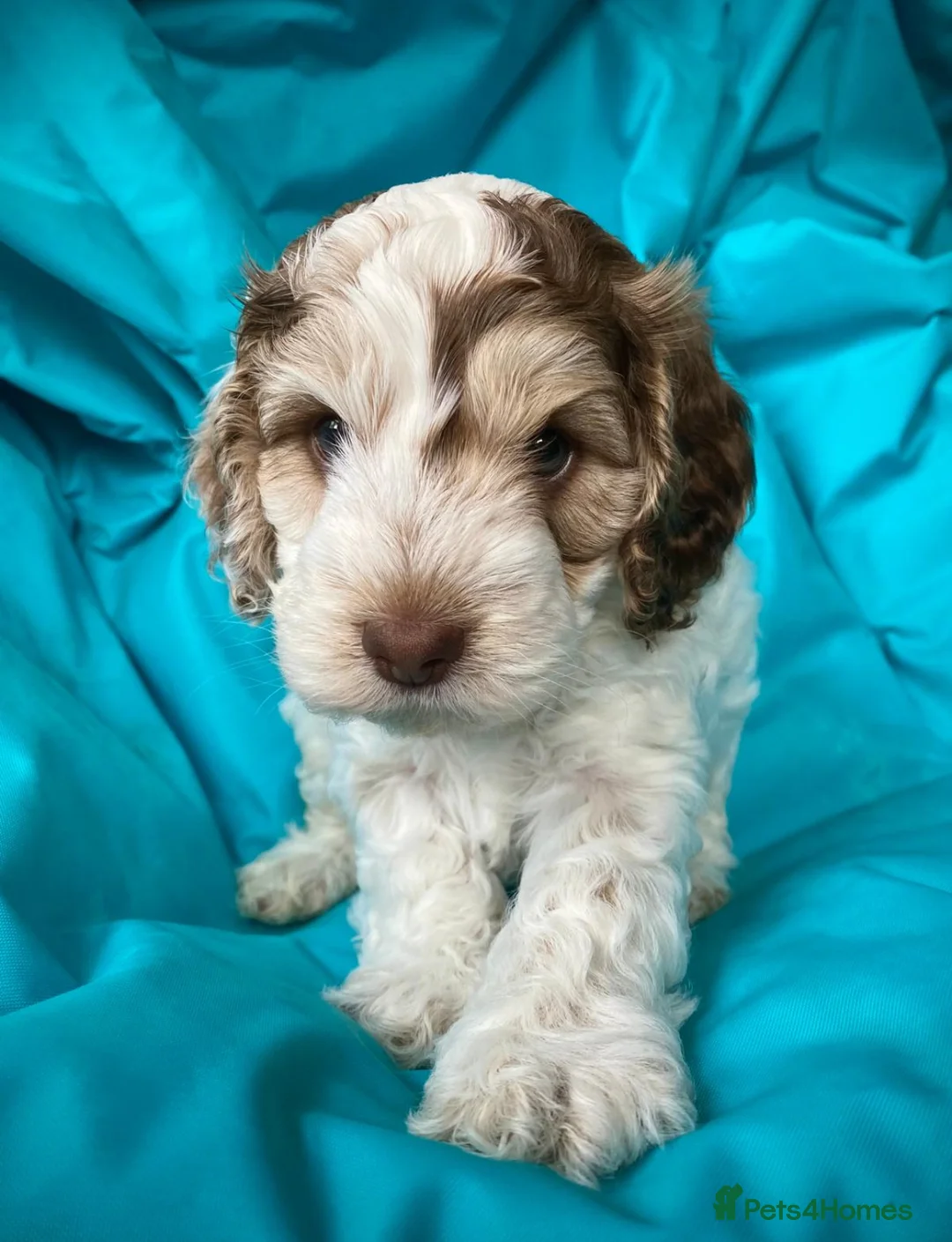 Miniature Poodle dogs for stud: Chocolate Phantom Merle Mini Poodle Stud in Ringwood - Advert 27
