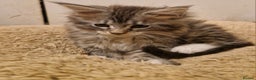 Maine Coon cats for sale: Sweet Maine Coon kittens - Advert 12