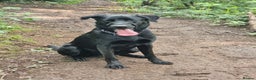 Mixed Breed dogs for sale: Diesel (Sheprador) - Advert 1