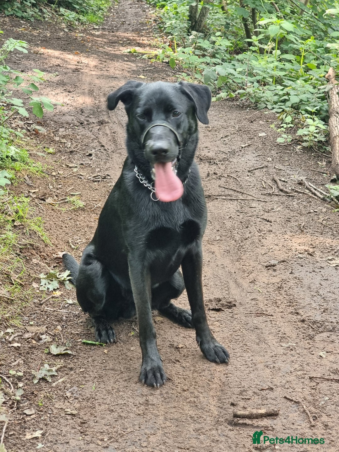 Mixed Breed dogs for sale: Diesel (Sheprador) - Advert 1