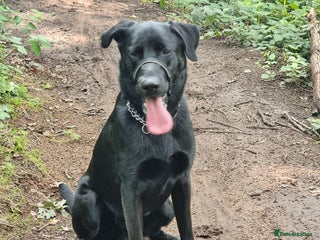 Mixed Breed dogs Diesel (Sheprador) - Advert 1