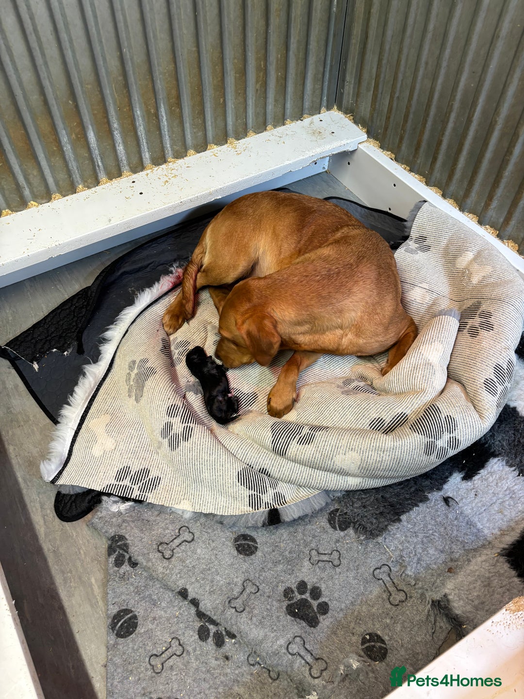 Labrador Retriever dogs for sale: Labrador puppies - Image 8