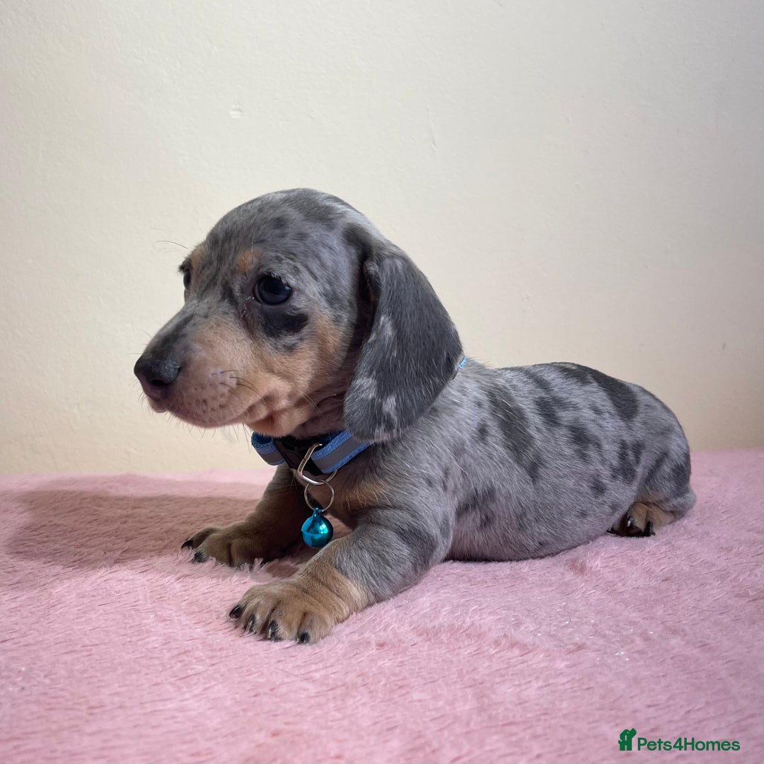 Miniature Dachshund dogs for sale: Miniature dachshund puppies  - Image 8