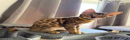 Bengal cats for sale: Stunning Bengal 3 Boys left - Advert 1