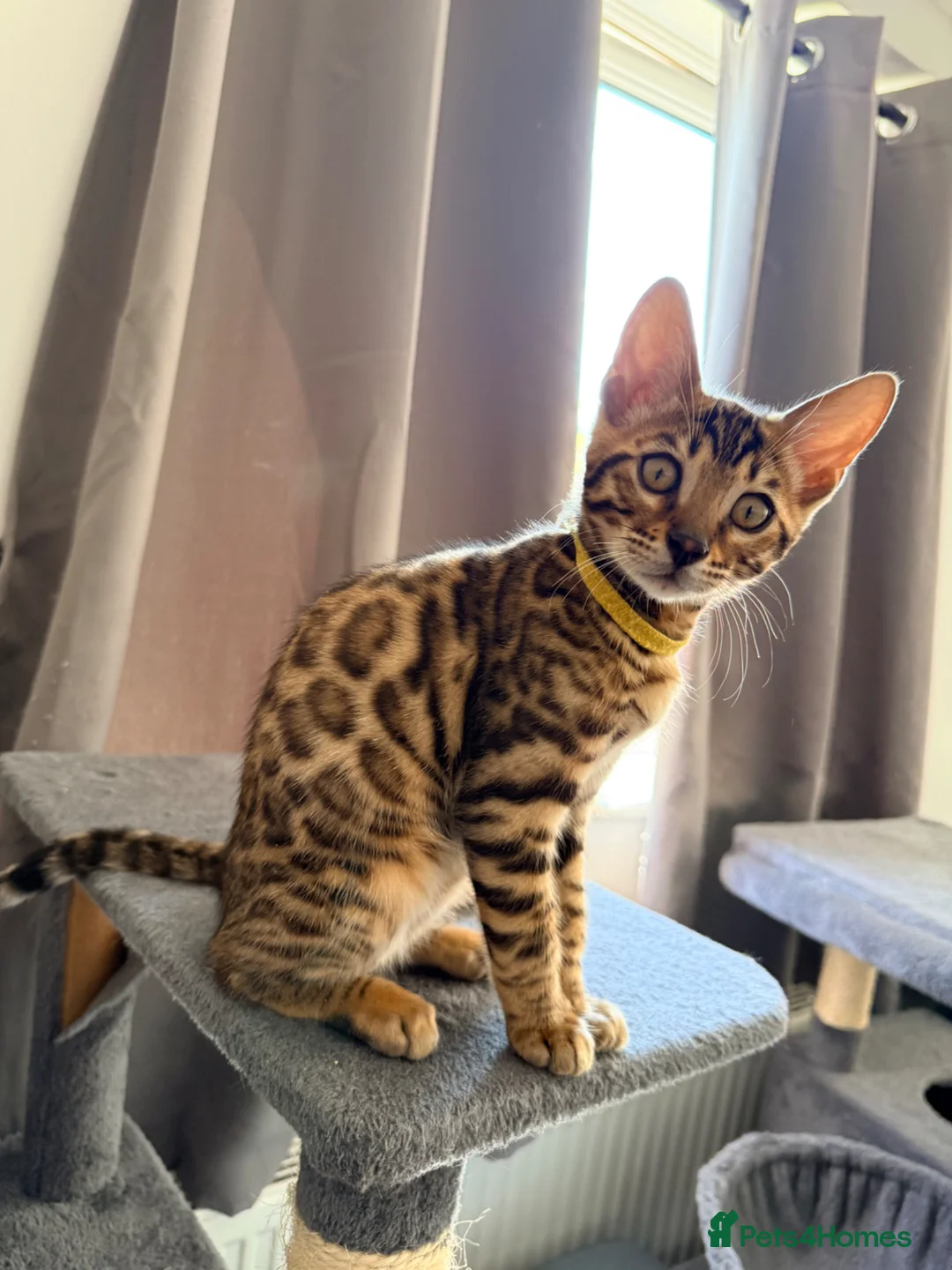 Bengal cats for sale: Stunning Bengal 3 Boys left - Advert 1