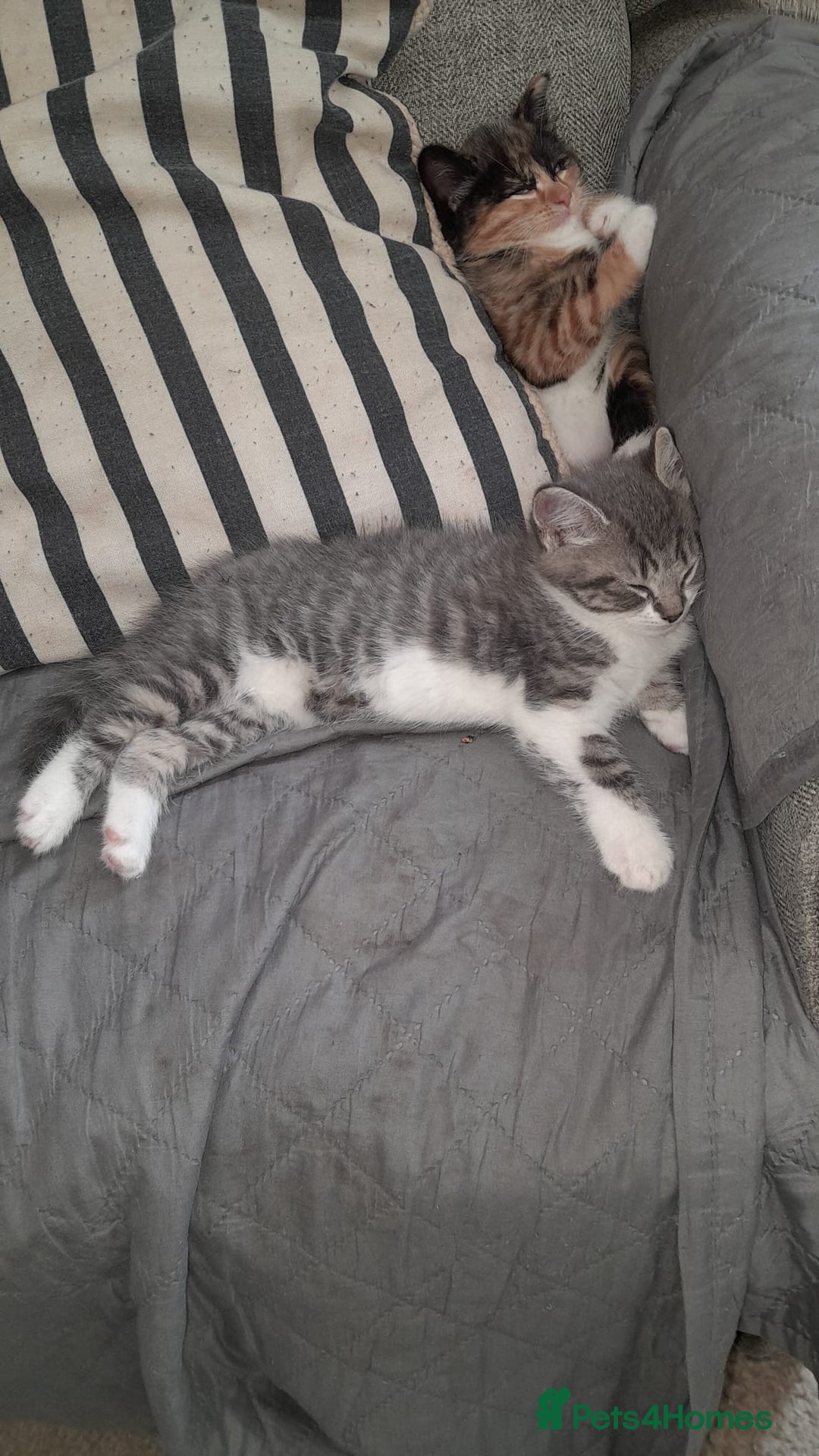 Mixed Breed cats for sale: British shorthair Cross kittens  - Image 5