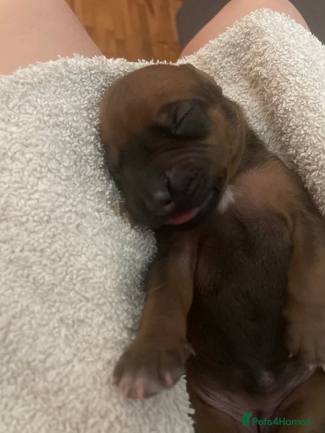 Rhodesian Ridgeback dogs for sale: Beautiful Rhodesian Ridgeback pups - Advert 25