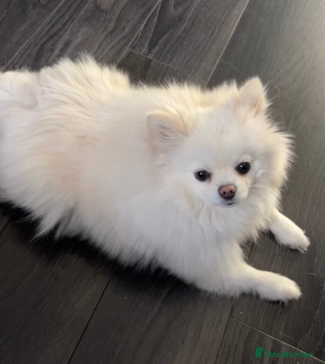 Pomeranian dogs for sale: Adult female kc reg pom - Image 1
