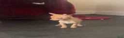Chihuahua dogs for sale: Last chihuahua puppy REDUCED  - Advert 24