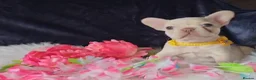 French Bulldog dogs for sale: 🐶💜 KC Registered French Bulldog Puppies - Advert 12