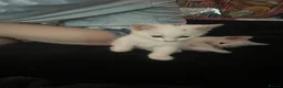 British Shorthair cats for sale: One white all white boy and girl has small patch  in Birmingham - Advert 3
