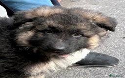 German Shepherd dogs for sale: Beautiful GSD puppies - Image 5