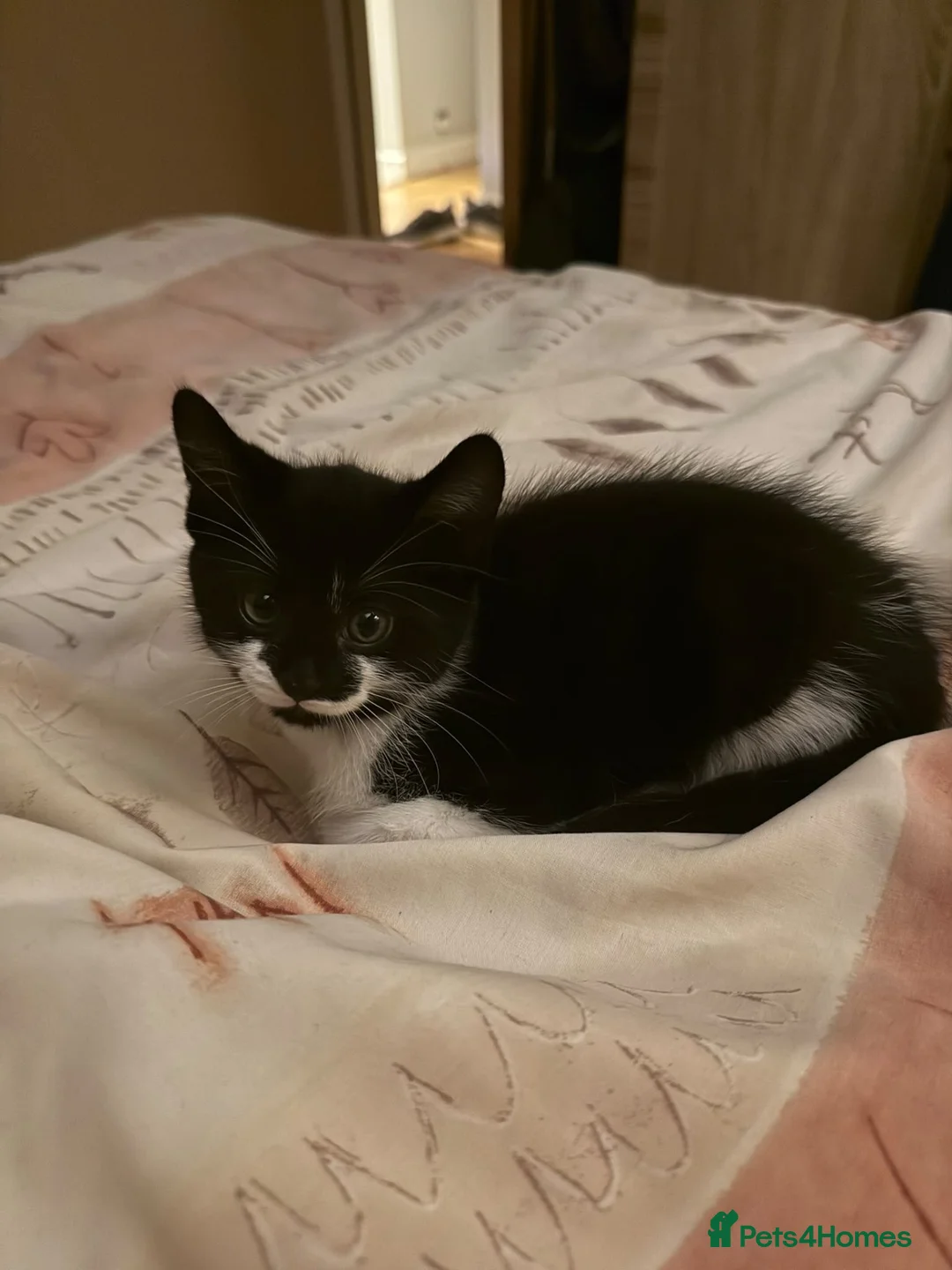 Mixed Breed cats for sale: 3 lovely kittens (2 girls 1 boy) in Luton - Advert 2