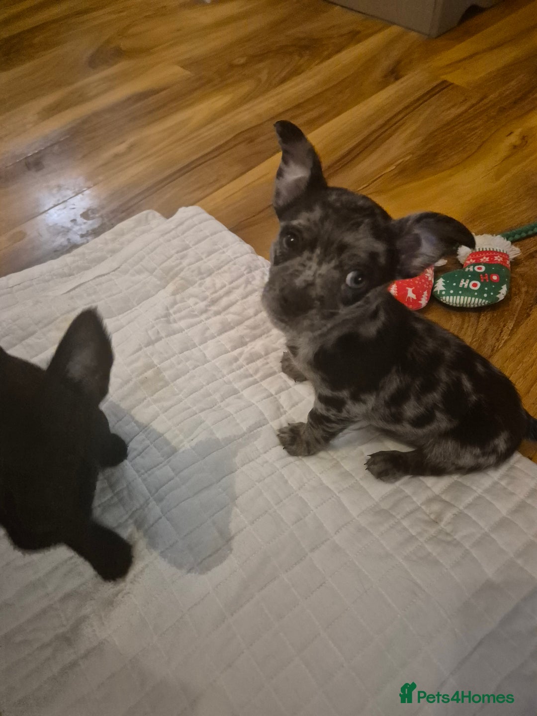 Chihuahua dogs for sale: 3 beautiful tiny pure breed chihuahua  - Advert 3