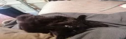 Mixed Breed cats for sale: 3 friendly kittens - Advert 4
