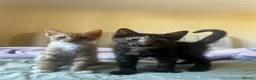 Mixed Breed cats for sale: 2 boys + girl - Advert 1