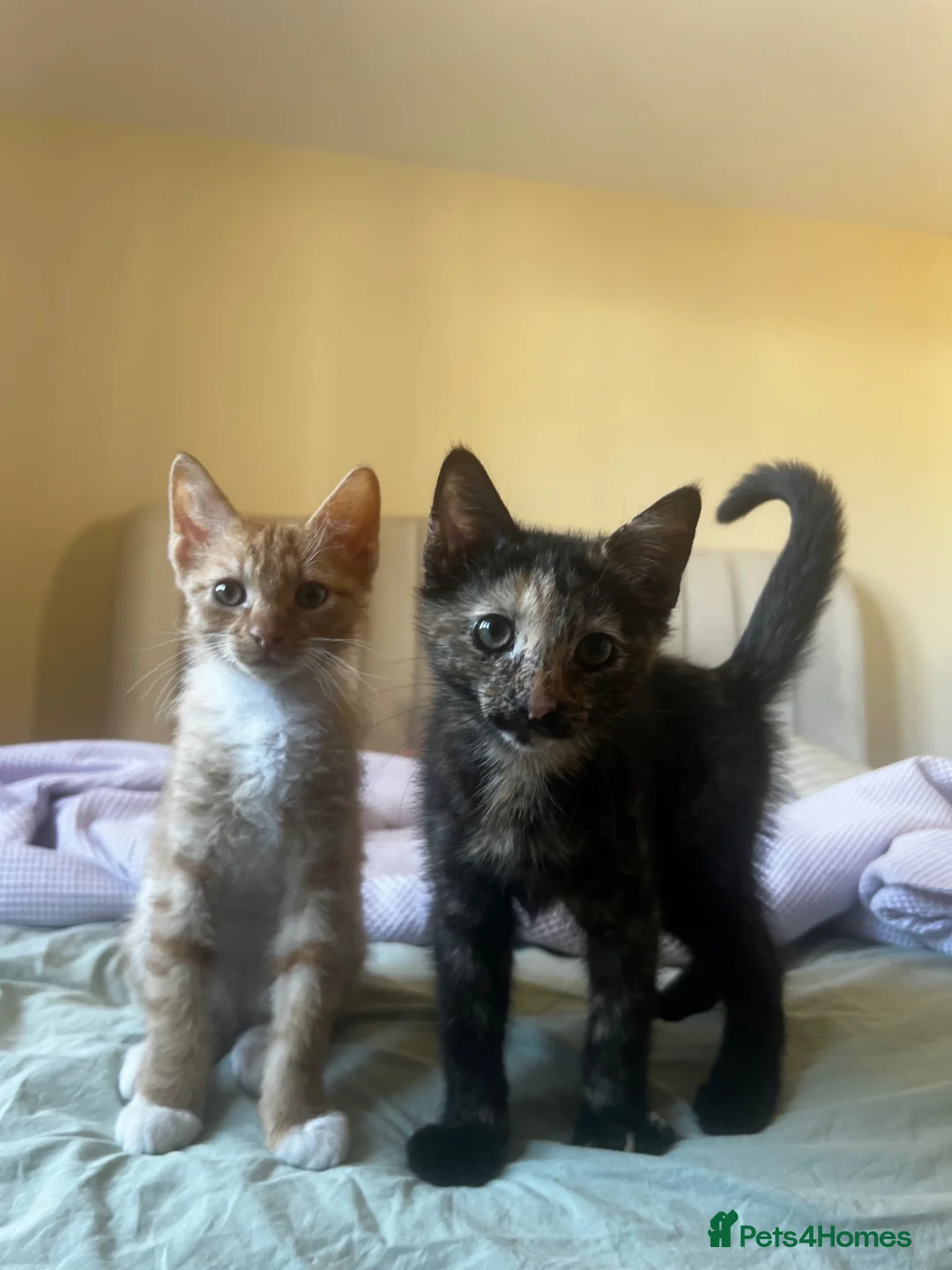 Mixed Breed cats for sale: 2 boys + girl - Advert 1