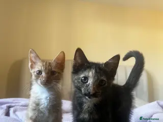 Mixed Breed cats 2 boys + girl - Advert 18