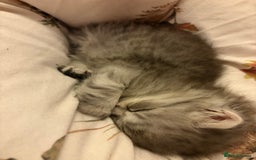 British Shorthair cats for sale: 5 British Chinchilla Shorthair Mix Kittens - Image 15