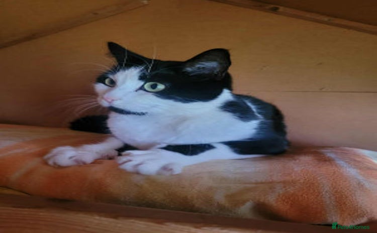 Mixed Breed cats - Advert 6