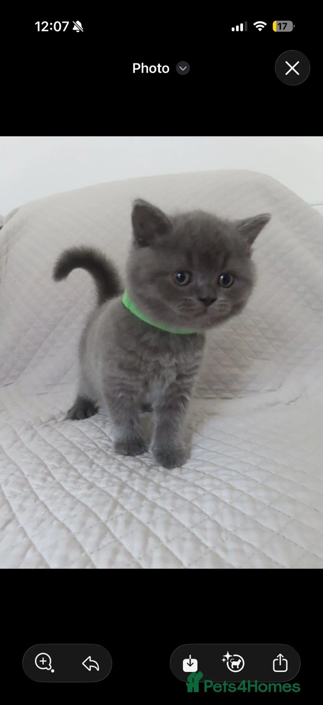 British Shorthair cats for sale: 5 beautiful British shorthair Kittens for sale  - Advert 5