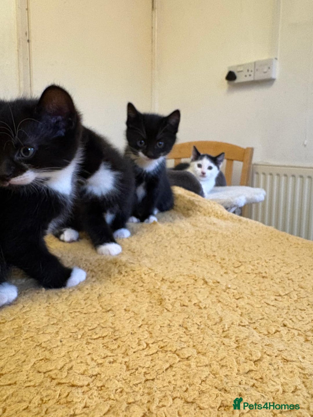 Mixed Breed cats for sale: Beautiful Kittens Looking for Homes - Advert 9