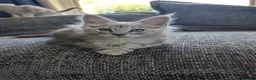 Maine Coon cats for sale: TICA Registered Maine Coon Kittens  - Advert 20