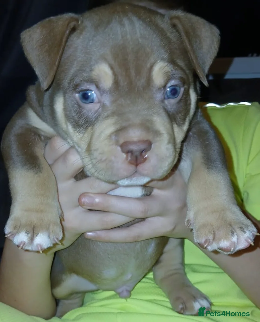 American Bully dogs for sale: POCKET BULLYS CHAMPION BLOOD LINES ABKC REGISTERD - Advert 11