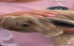 Mini Lop rabbits for sale: Girl rabbits for sale 9 weeks - Image 2