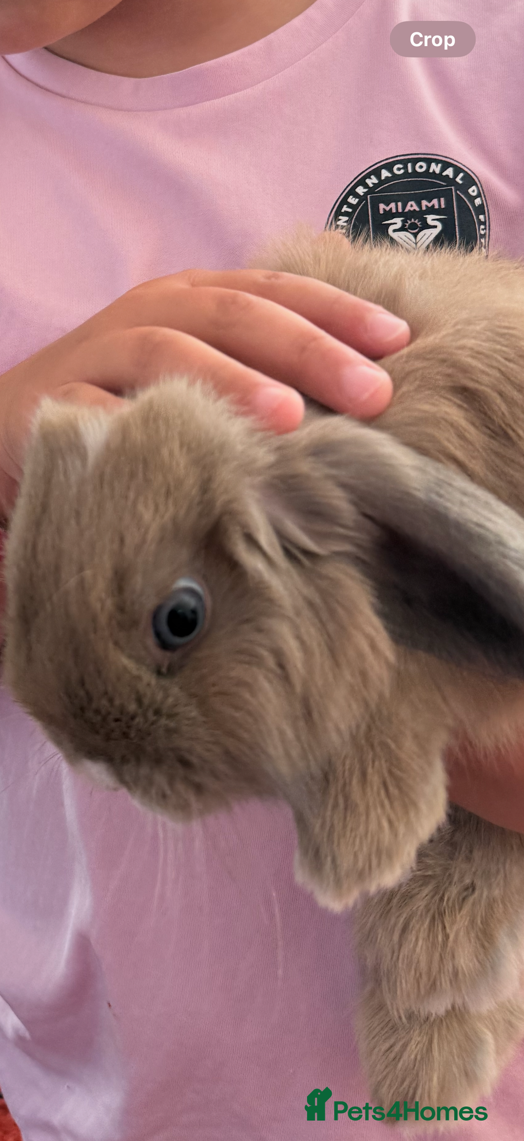 Mini Lop rabbits for sale: Girl rabbits for sale 9 weeks - Image 2