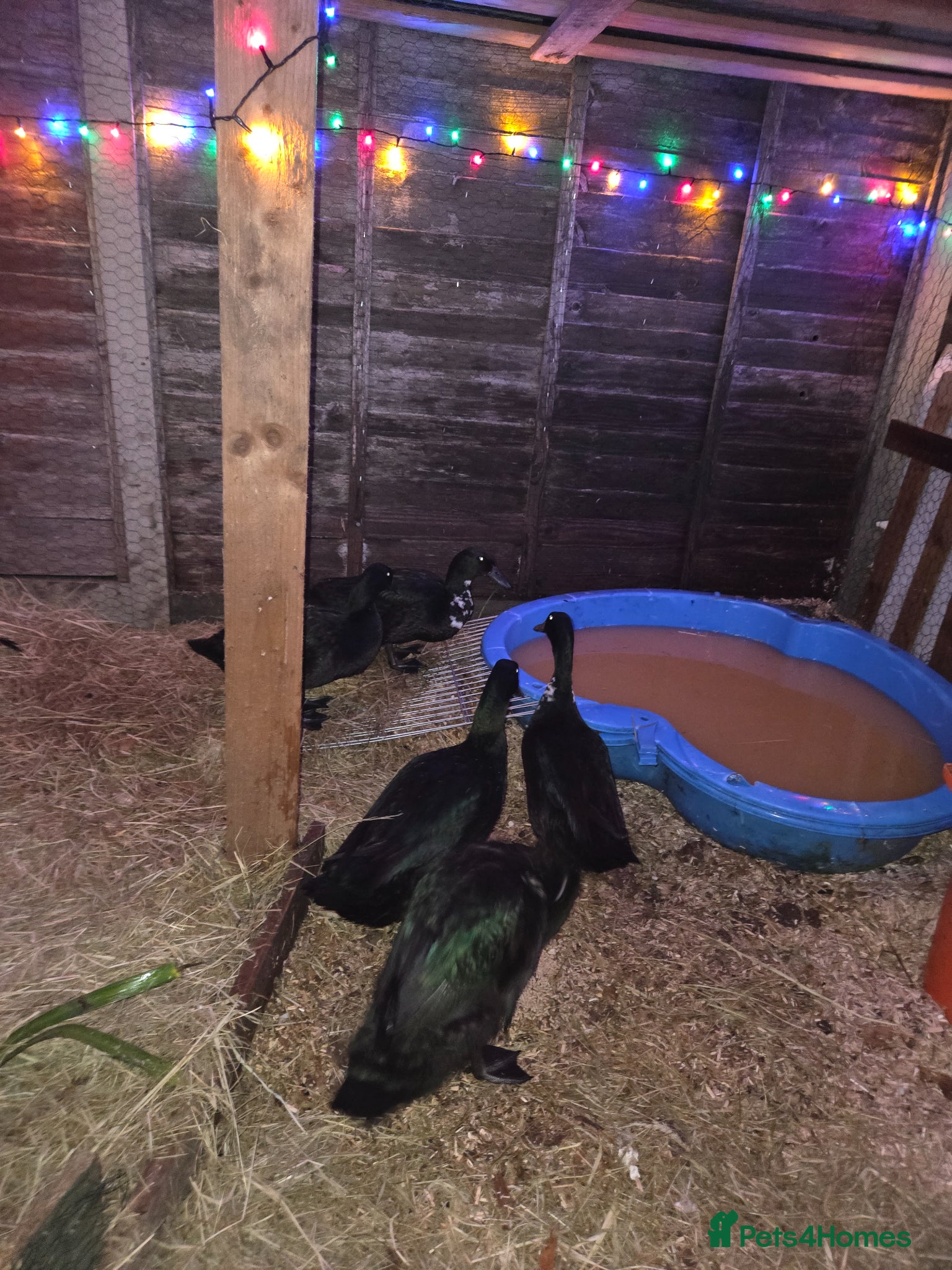 Mixed Breed birds for sale: Cayunga and welsh haraguin ducks   - Advert 2