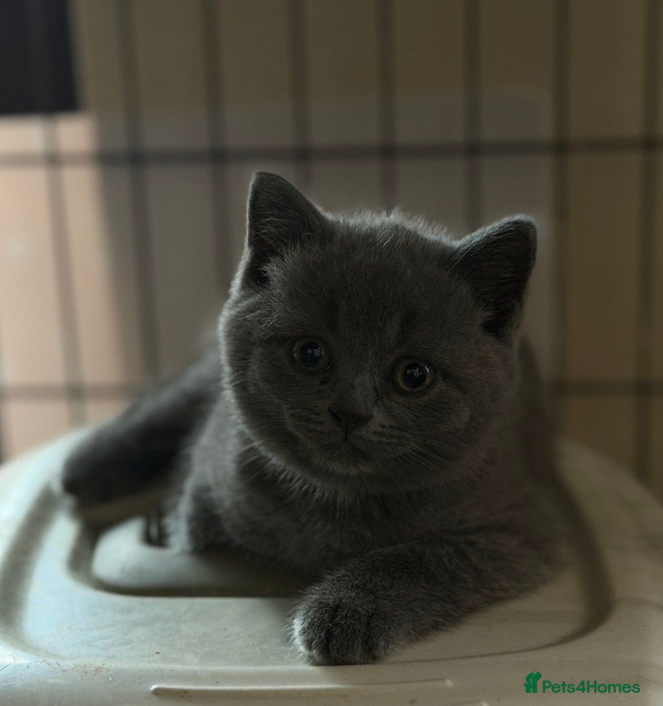 British Shorthair cats Blue and lilac GCCF kittens !  - Advert 1