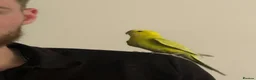 Budgerigars birds for sale: 4 budgies and full set up - Advert 3