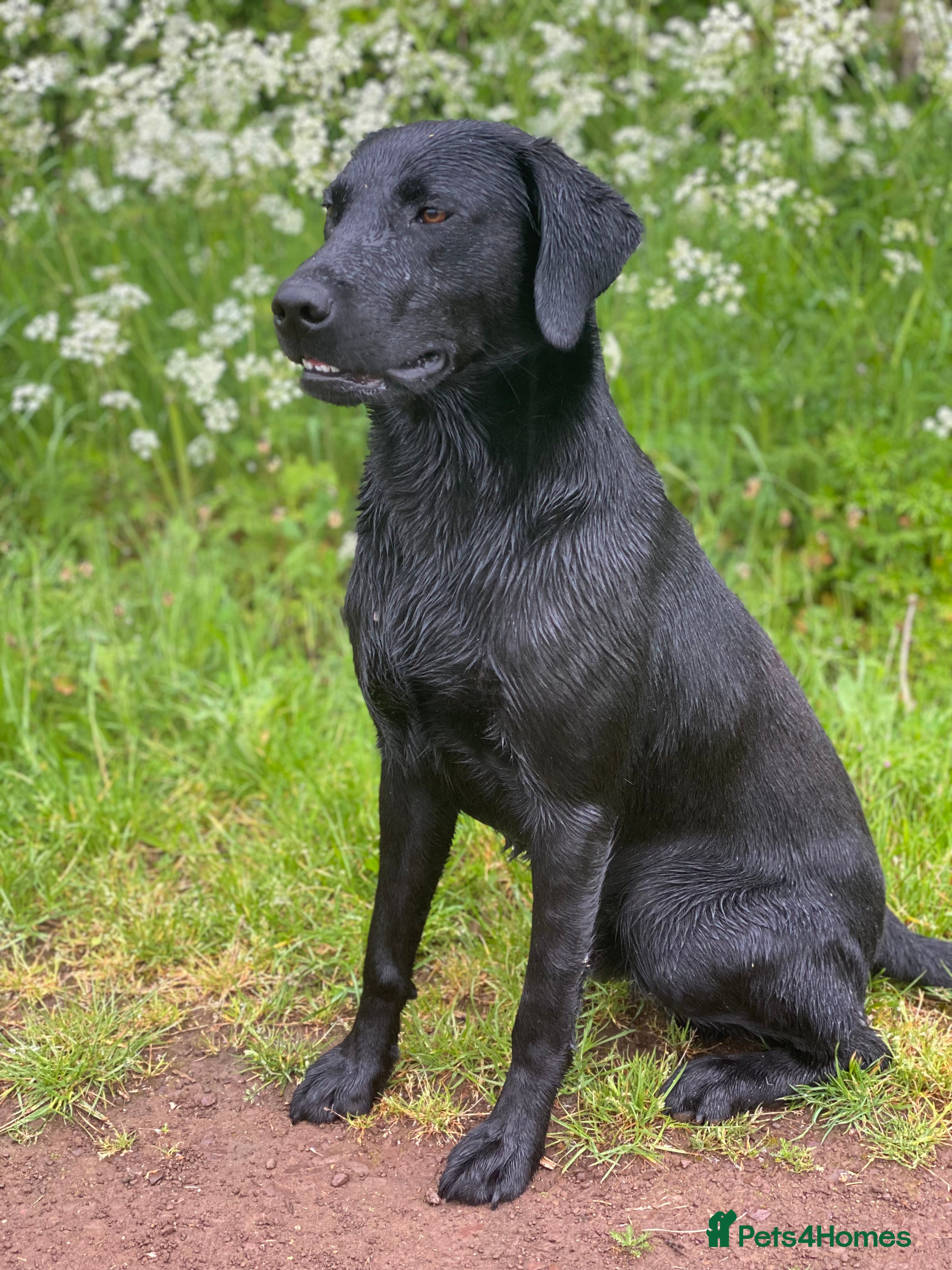 Labrador Retriever dogs Fully Health Tested Labrador for Stud in Haddington - Advert 3