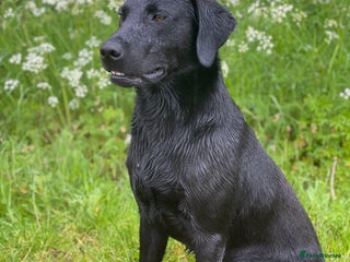 Labrador Retriever dogs in Haddington - Advert 22
