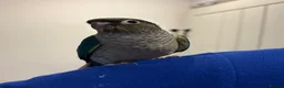 Conures birds for sale: Hand reared conure parrots  - Advert 7