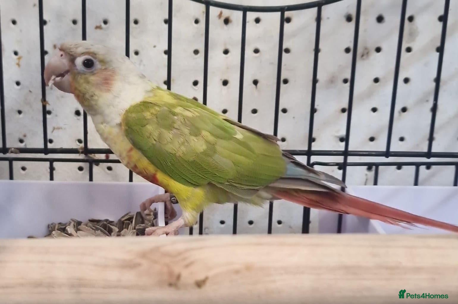 Parrots birds Birds/Parakeets/Parrots/Amazons  - Advert 2