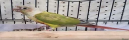 Parrots birds for sale: Birds/Parakeets/Parrots/Amazons  - Advert 9