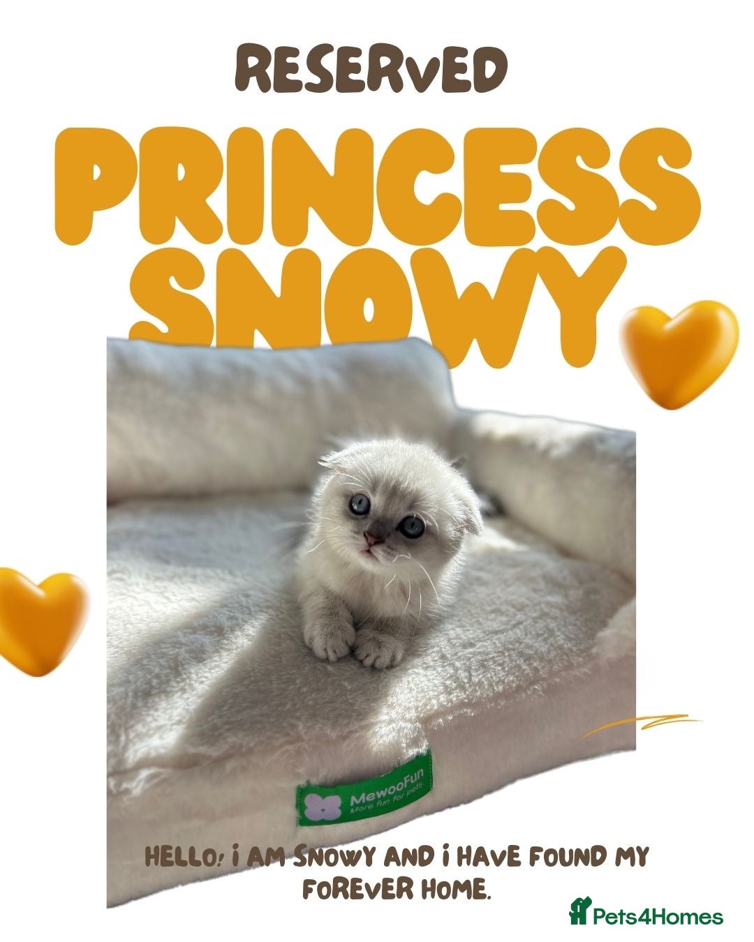 British Shorthair cats for sale: 🐾 Stunning BSH X Scottish Fold Kittens 🐾 - Image 5