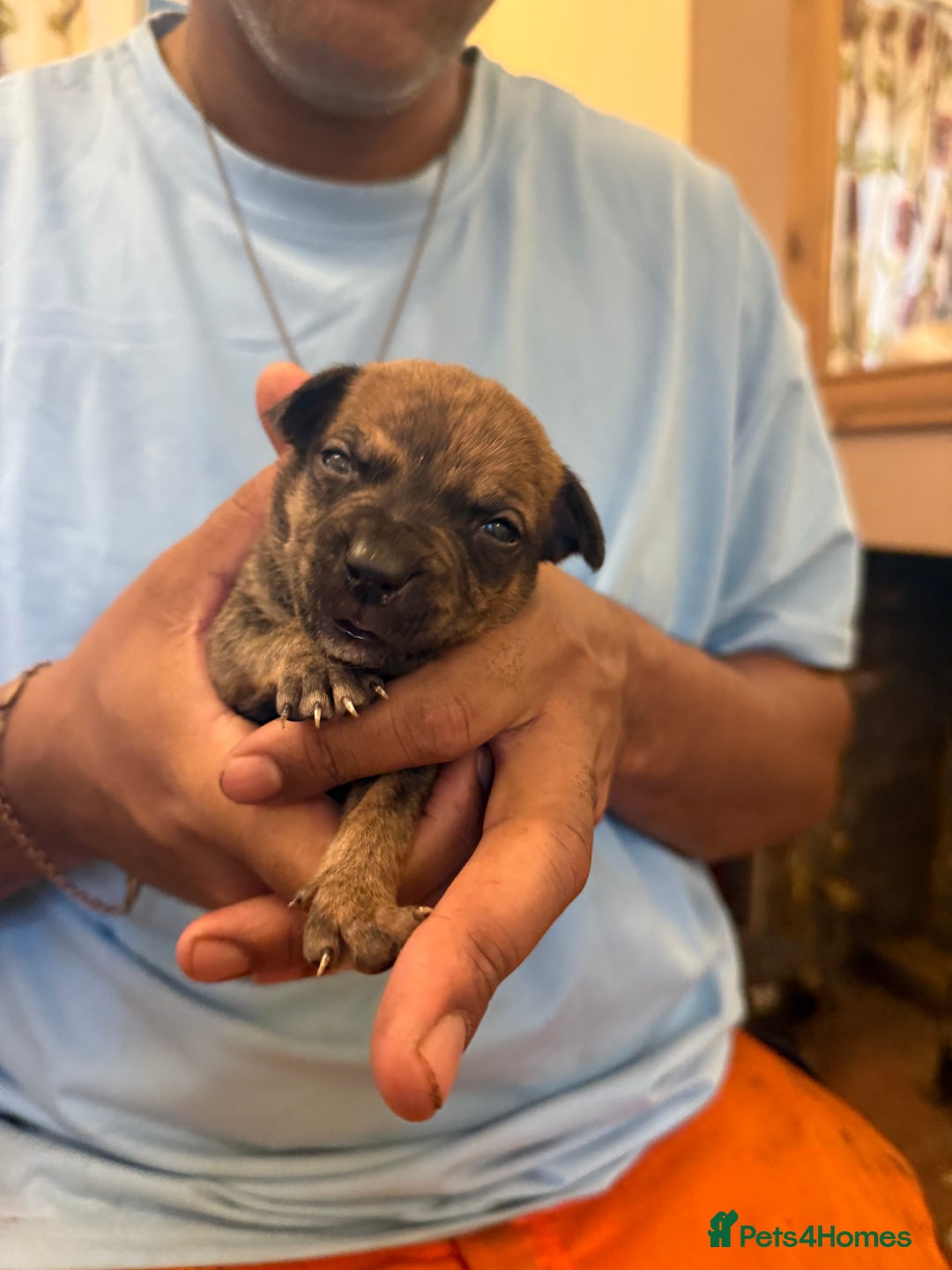 Mixed Breed dogs for sale: American bully cross - Image 9