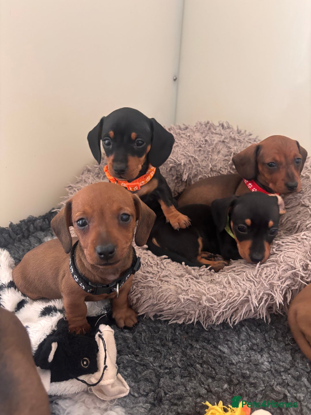 Miniature Dachshund dogs for sale: Red/blac&tan mini dachshunds  - Image 8