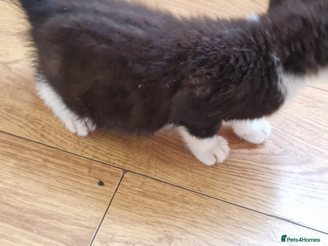 Mixed Breed cats for sale: ready to go - Image 24