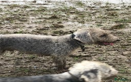 Bedlington Terrier dogs for stud: Bedlington terrier for stud in Barnsley - Image 4
